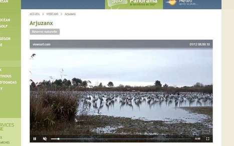Arjuzanx (40) : une webcam installée pour suivre le ballet des grues | Paysage - Environnement | Scoop.it