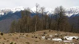 Environment loses out in Russia's race to Sochi | Coastal Restoration | Scoop.it