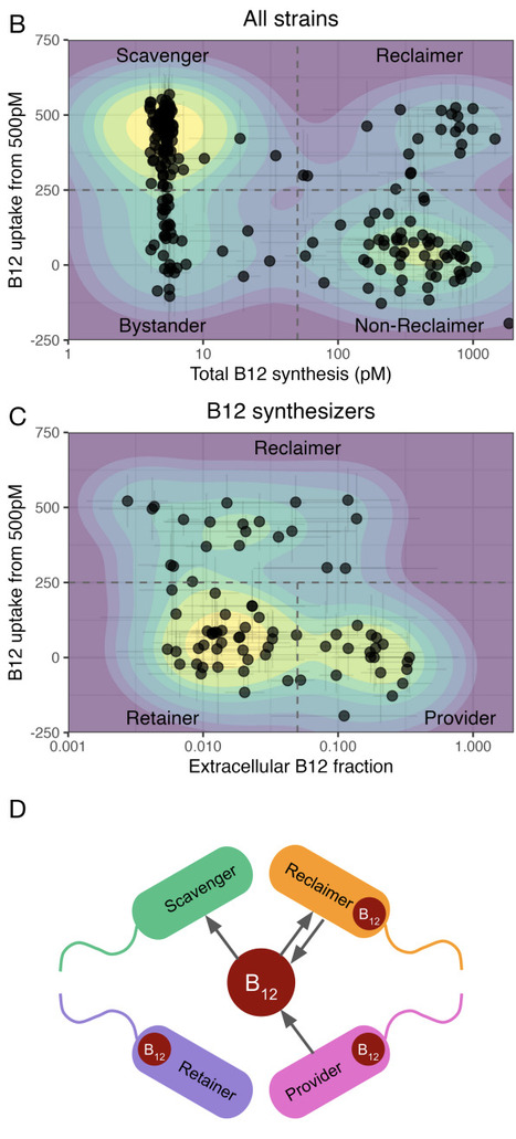 Bacterial vitamin sharing emerges from a balance between release and uptake | brveco | RMH | Scoop.it