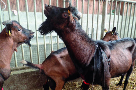 Ces éleveurs de chèvres qui misent sur l’effet bouc | SCIENCES DE L' ANIMAL | Scoop.it