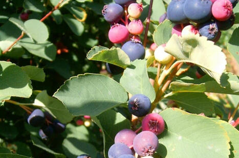 The Serviceberry: this Indigenous understanding of nature can help us rethink economics | Energy Transition in Europe | www.energy-cities.eu | Scoop.it