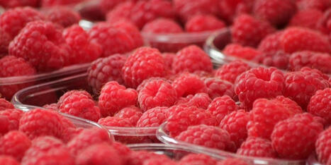 MAROC : Export : la framboise marocaine conquiert le Moyen-Orient | CIHEAM Press Review | Scoop.it