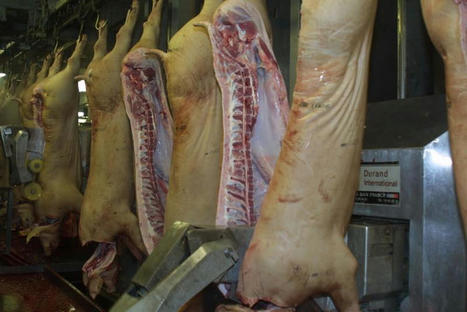 Moins de porcs abattus sur la zone Uniporc Ouest en 2020 | La Gazette des abattoirs | Scoop.it