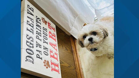 Coping with the loss of a pet and the grief that follows: Ready Pet GO! | Grief & Bereavement Counseling | Scoop.it