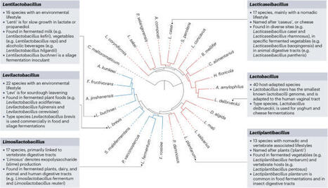 Lactobacilli biology, applications and host interactions | Nature Reviews Microbiology | Mucosal Immunity | Scoop.it