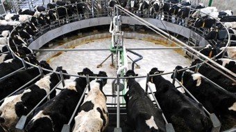 Cream : Une nouvelle plateforme commerciale pour le marché des produits laitiers ? | Lait de Normandie... et d'ailleurs | Scoop.it
