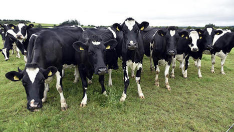 L’Irlande sacrifie 200 000 vaches pour sauver le climat | Actualité Bétail | Scoop.it