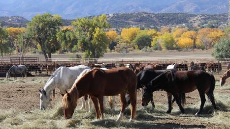 Colorado wild horse facility under quarantine as 'unknown' disease kills 67 horses - CNN.com | Agents of Behemoth | Scoop.it