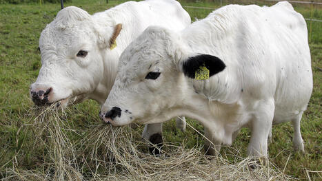 Sinnikkyys yhdist&auml;&auml; suomenkarjaa ja suomalaisia  - Koti | 1Uutiset - Lukemisen t&auml;hden | Scoop.it
