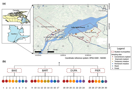 Original Paper in&nbsp;Soil Biol Biochem &bull; Maire Lab 2026 &bull;&nbsp;Permanent land use and microbial contributions shape soil organic carbon stabilization in lake floodplains | Originals | Scoop.it