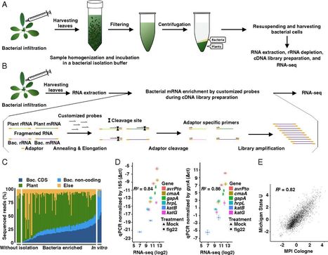 Transcriptome landscape of a bacterial pathogen under plant immunity | RMH | Scoop.it