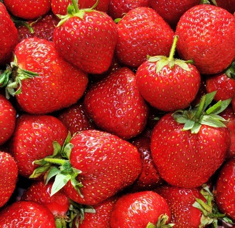 California strawberry industry awarded US$8.8M to manage diseases&nbsp; | L'ECHO DEMETER | Scoop.it