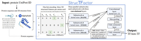Transcription factor prediction using protein 3D structures | Brvbi | RMH | Scoop.it