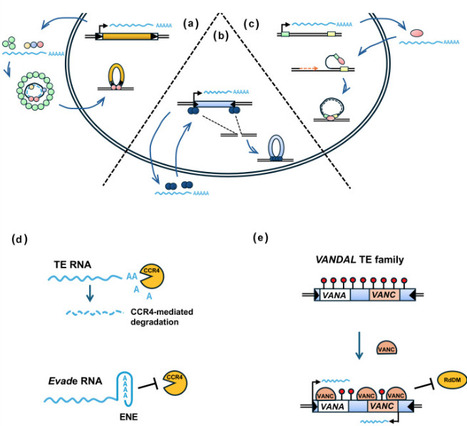Transposable elements: Drivers of regulatory innovation and adaptation in plants | cin | RMH | Scoop.it
