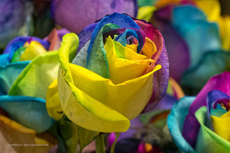 Why I Don't Use Social Media | Mirrorless Cameras | Scoop.it