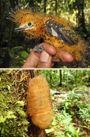 Watch an Amazon Baby Bird Put On Its Caterpillar Costume | RAINFOREST EXPLORER | Scoop.it