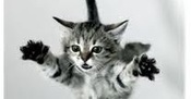 Astrofísica y Física: Explicación física de por qué los gatos caen siempre de pie | Ciencia-Física | Scoop.it