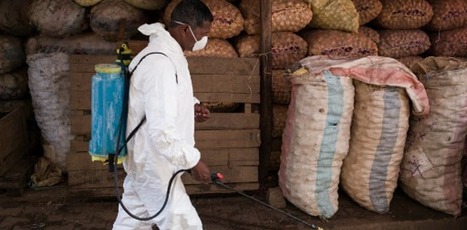 La peste, une menace pour l’ensemble du monde ? | EntomoNews | Scoop.it
