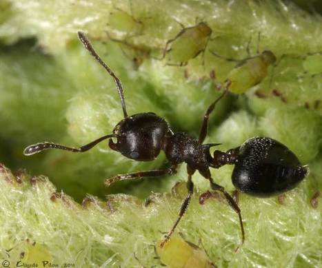 Insectes du Québec | Insect Archive | Scoop.it