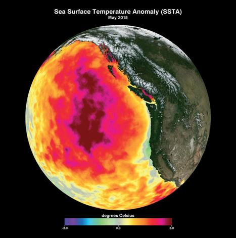 A Striking New View of the Pacific “Blob” | CLOVER ENTERPRISES ''THE ENTERTAINMENT OF CHOICE'' | Scoop.it