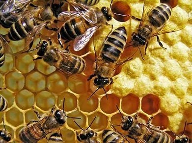 L'avenir des abeilles avec Monsanto: saisies et destruction des reines resistantes | Economie Responsable et Consommation Collaborative | Scoop.it