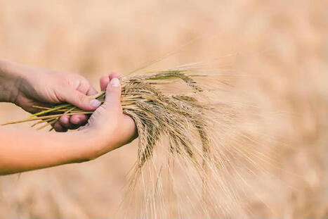 La 1664 sera produite à 100 % avec de l’orge responsable en 2026 | AGROALIMENTAIRE | Scoop.it