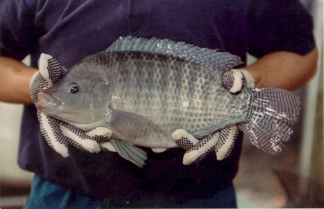Tilapia Farming in Cayo | Cayo Scoop!  The Ecology of Cayo Culture | Scoop.it