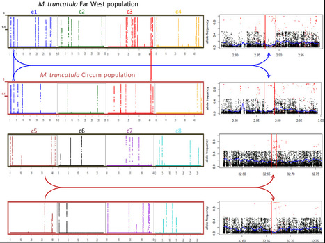 Mol Biol Evol: Genomic signature of selective sweeps illuminates adaptation of Medicago truncatula to root-associated microorganisms (2015) | Plant Pathogenomics | Scoop.it