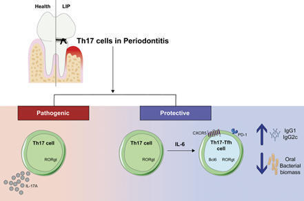 Th17-to-Tfh plasticity during periodontitis limits disease pathology | Journal of Experimental Medicine | Rockefeller University Press | Mucosal Immunity | Scoop.it