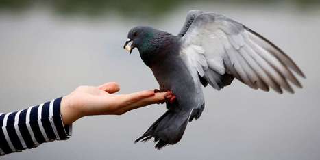 Pigeons, souris, rats&nbsp;: les esp&egrave;ces les plus communes sont favoris&eacute;es par les activit&eacute;s humaines | Biodiversit&eacute; | Scoop.it