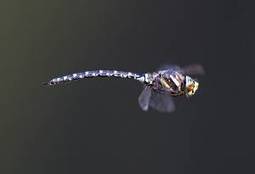 Atlas des libellules de Provence-Alpes-C&ocirc;te d&rsquo;Azur : Prospectons en priorit&eacute; dans les Alpes | Biodiversit&eacute; | Scoop.it