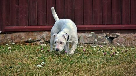 Arkeologikoira Hekla etsii spitaalisten hautoja | 1Uutiset - Lukemisen t&auml;hden | Scoop.it