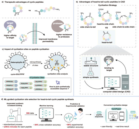 CycloPepper: a machine learning platform for predicting cyclization outcomes and optimizing synthesis of therapeutic cyclopeptides | Ncm | RMH | Scoop.it