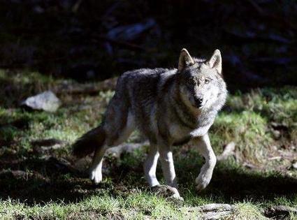 Estrosi: le loup dans le Mercantour, "un scandale d'Etat" | Pastoralisme Ours Loups Lynx | Scoop.it