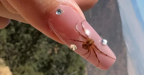 Ongles araignée ou parés de dents : ces manucures qui flirtent avec l’étrange | Variétés entomologiques | Scoop.it
