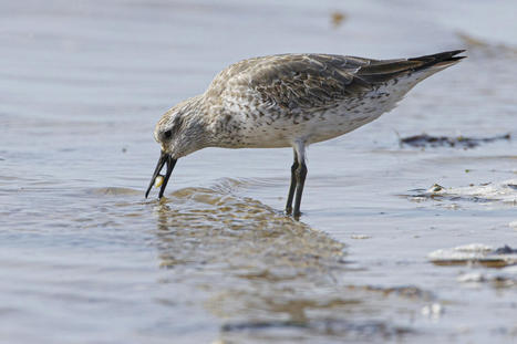 Climate Change Is Pushing These Migratory Birds to the Brink | Coastal Restoration | Scoop.it