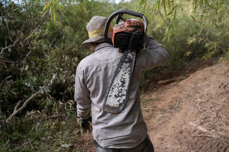Despite a drop in deforestation in 2025, forest losses pile up in the Mekong | &Eacute;cosyst&egrave;mes Tropicaux | Scoop.it