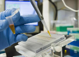 Brain may play key role in blood sugar metabolism, development of diabetes | Fitness, Health, and Wellness | Scoop.it