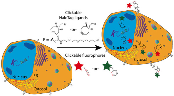 Systematic Evaluation of Bioorthogonal Reactions in Live Cells with Clickable HaloTag Ligands: Implications for Intracellular Imaging | Innovating to what's next... | Scoop.it