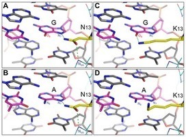 TALENs made with NK to specify G have less activity than their NN-containing counterparts: Targeting G with TAL Effectors: A Comparison of Activities of TALENs Constructed with NN and NK Repeat Var... | TAL effector science | Scoop.it