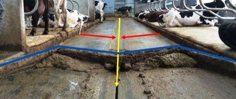 Stabulation vaches laitières : Combiner plusieurs types de sol pour une meilleure santé des pattes | Lait de Normandie... et d'ailleurs | Scoop.it