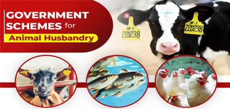 The Government Schemes to Promote Animal Husbandry in India | Find the best farming tractor at the best price | Scoop.it