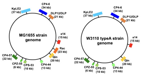 Structural Basis of H-NS-Mediated Temperature-Dependent Stimulation of Initial Growth in Escherichia coli | brvm | RMH | Scoop.it
