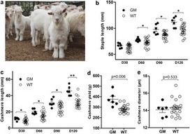 Disruption of  FGF5  in Cashmere Goats Using CRISPR/Cas9 Results in More Secondary Hair Follicles and Longer Fibers | Animal Models - GEG Tech top picks | Scoop.it