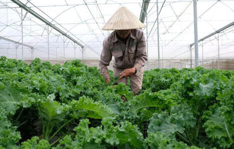 VIETNAM : Agriculture et tourisme : les atouts de L&acirc;m D&ocirc;ng pour conqu&eacute;rir les march&eacute;s halal mondiaux | ASIES | Scoop.it