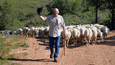 FRANCE : Bassin de Thau : transhumance du 15 avril de Villeveyrac à Mèze, "un moment incontournable de la saison" | CIHEAM Press Review | Scoop.it