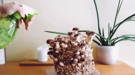 Myc&eacute;lium : ces briques naturelles qui pourraient r&eacute;volutionner l&rsquo;isolation et r&eacute;duire votre empreinte carbone | Eco-conception | Scoop.it