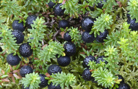 Variksenmarja | 1Uutiset - Lukemisen t&auml;hden | Scoop.it