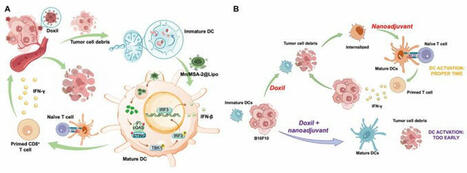 #Immunotherapy | "Right Time, Right Place" | Lymph Node-targeted temporally programmed #STING nanoadjuvant delivery unlocks synergistic chemotherapy-induced anti-#Tumor #Immunity | Breaking at… | J... | Immunology and Biotherapies | Scoop.it
