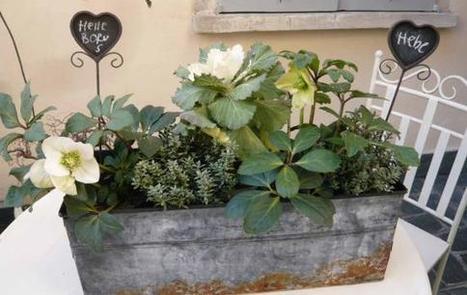 Con le piante da terrazzo come decorare il davanzale nel mese gennaio | Orto, Giardino, Frutteto, Piante Innovative e Antiche Varietà | Scoop.it